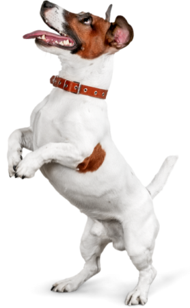 pet-sitting-services